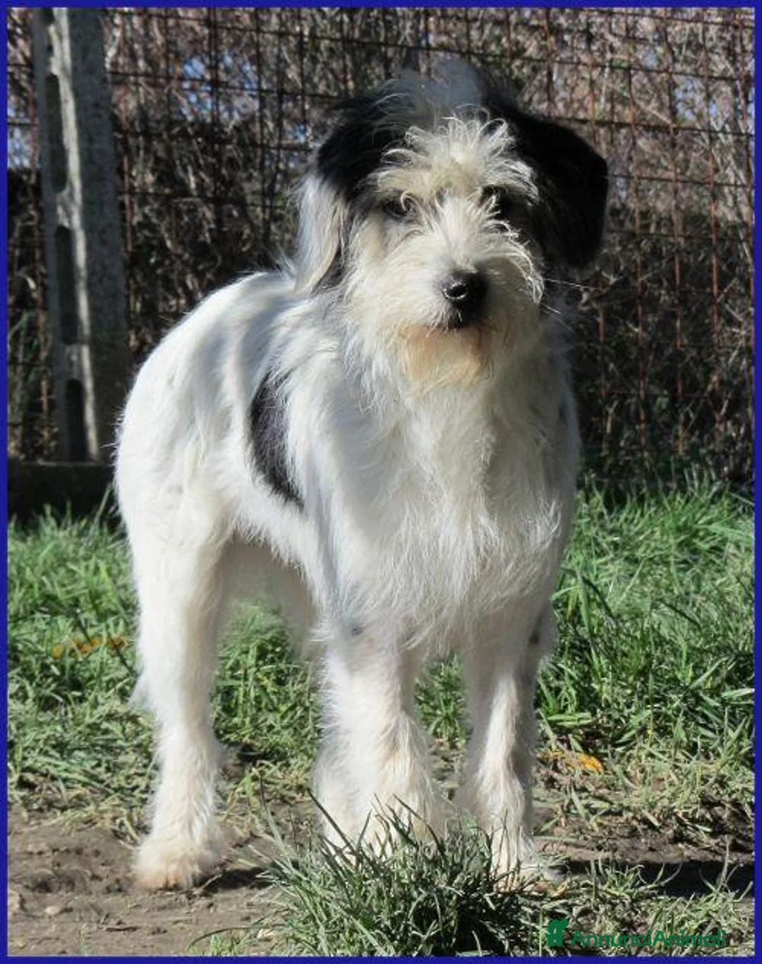 Meticcio cani in regalo: MANNAGGIA simil spinoncina timidina - Annuncio 8