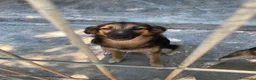 Meticcio cani in regalo: Asia e India cucciole docili e sensibili a Città metropolitana di Milano - Annuncio 4