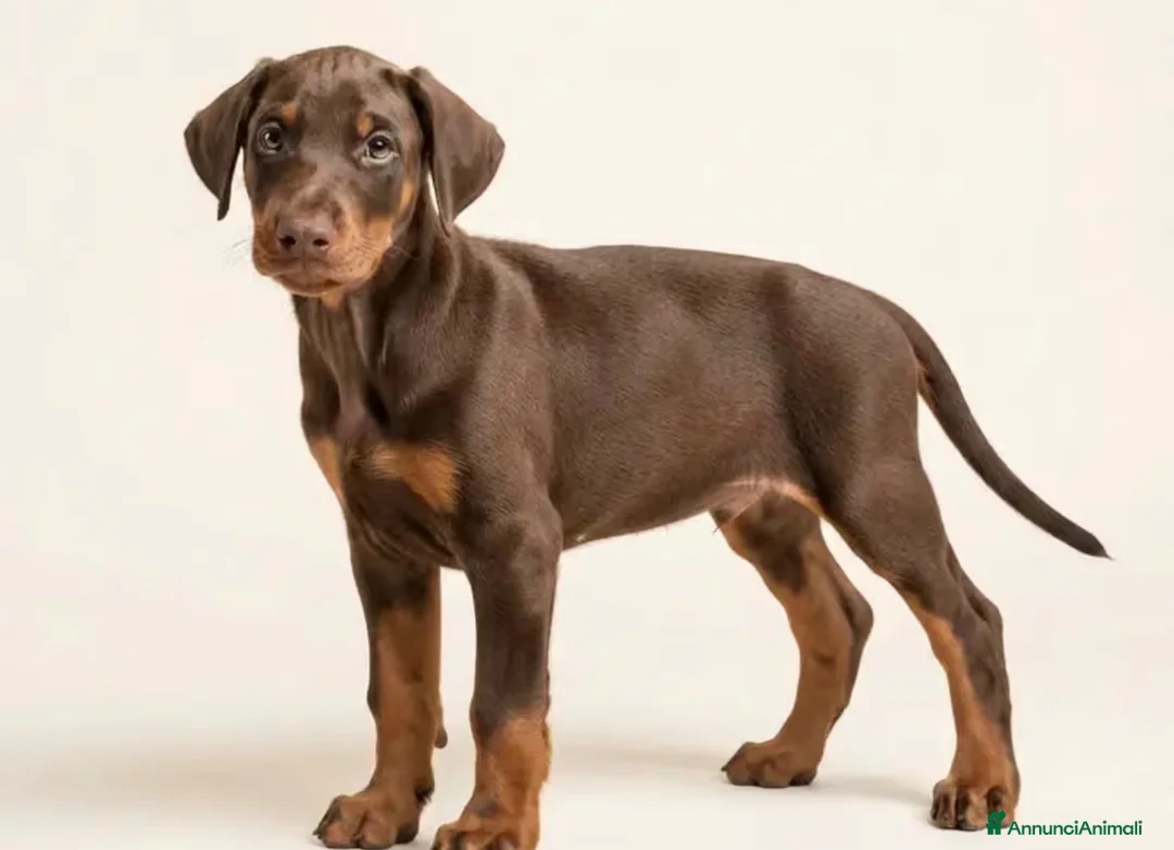 Dobermann cani in vendita: Cerco un Dobermann - Annuncio 3
