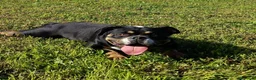 American Bully cani in vendita: American bully - Annuncio 2
