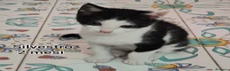 Meticcio gatti in regalo: GATTINI SOLI E BISOGNOSI  a Città Metropolitana di Genova - Annuncio 3
