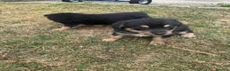Meticcio cani in regalo: Cuccioli cercano casa a Provincia di Avellino - Annuncio 8