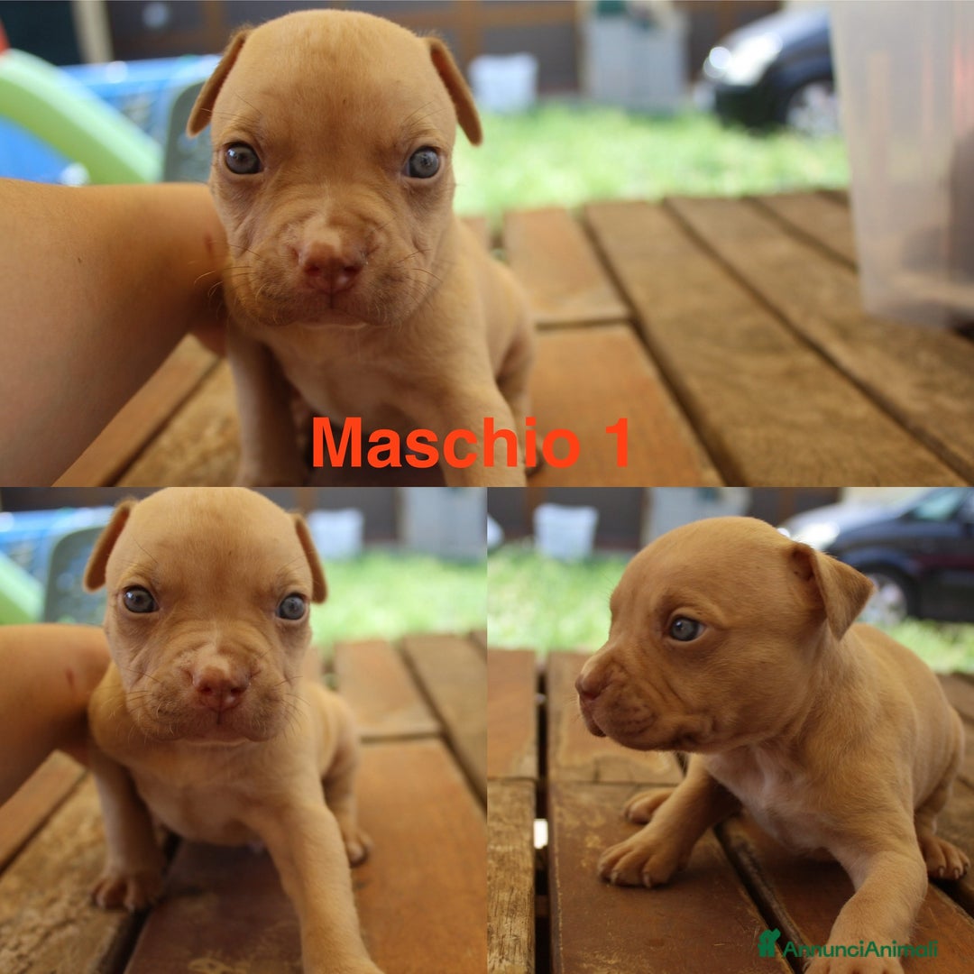 Pitbull cani in vendita: Cuccioli pitbull con pedigree  - Immagine 5