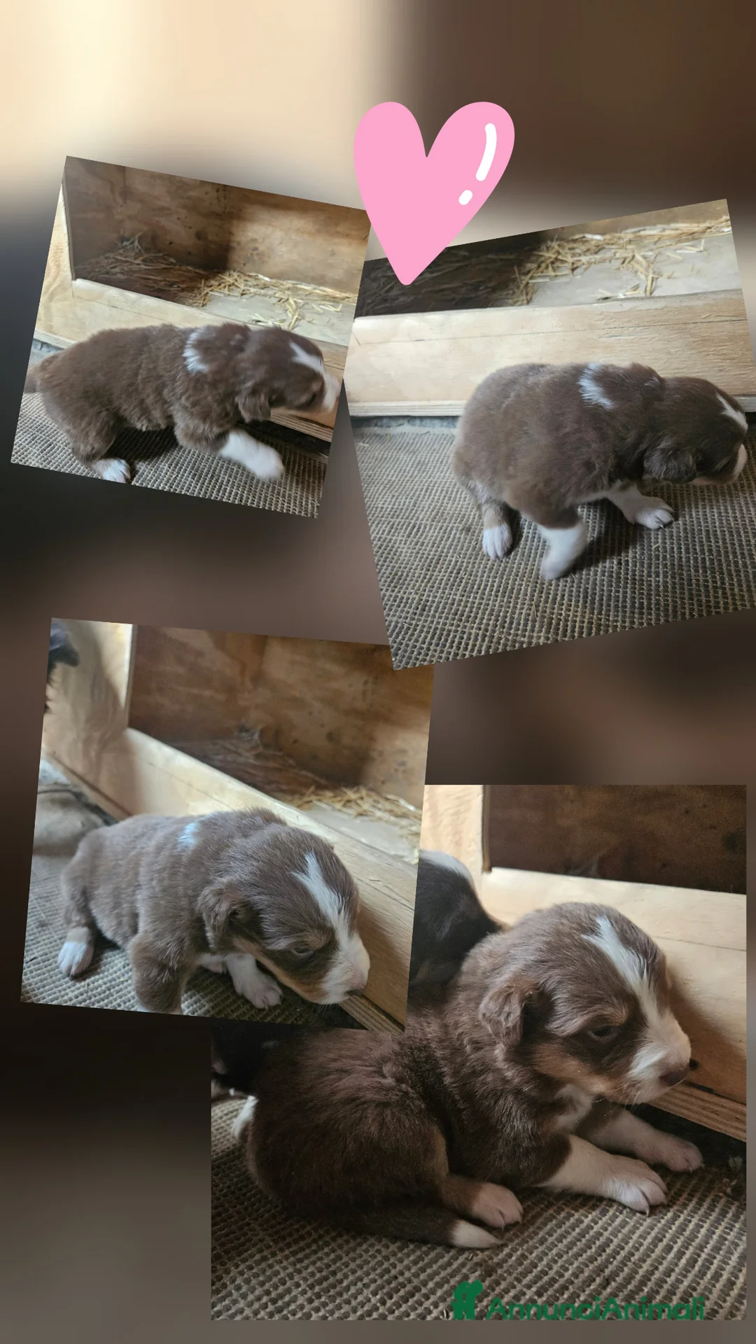 Meticcio cani in vendita: Cuccioli border aussie a Provincia di Vicenza - Annuncio 2