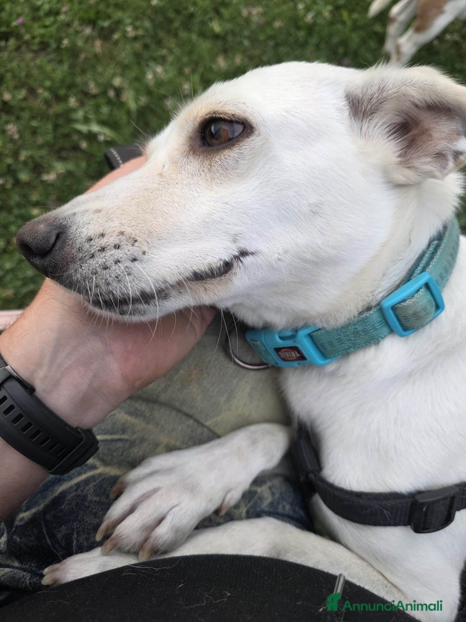 Meticcio cani Cerca nuova casa ❤️ adottate Bora ☘️🐶 - Annuncio 33