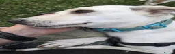 Meticcio cani in regalo: Cerca nuova casa ❤️ adottate Bora ☘️🐶 - Annuncio 1