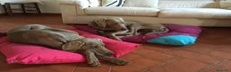 Weimaraner cani in vendita: cuccioli weimaraner - Annuncio 5
