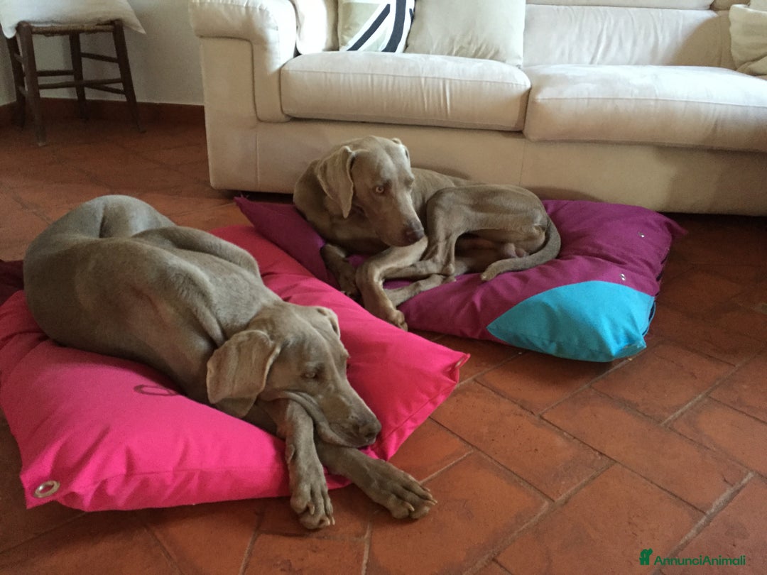 Weimaraner cani in vendita: cuccioli weimaraner - Annuncio 5