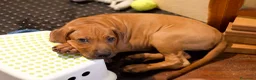 Rhodesian Ridgeback cani in vendita: Cuccioli Rhodesian Ridgeback con Pedigree ENCI - Annuncio 29