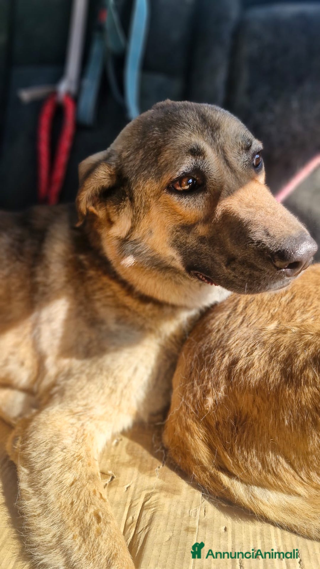 Meticcio cani in regalo: Splendido meticcio - Whisky - Annuncio 4