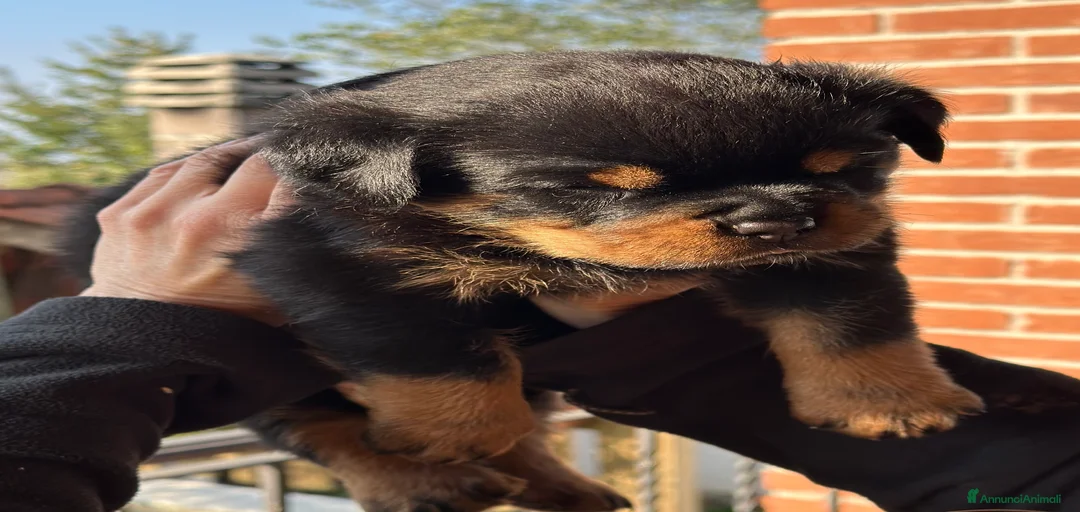 Immagine della galleria {{count}}