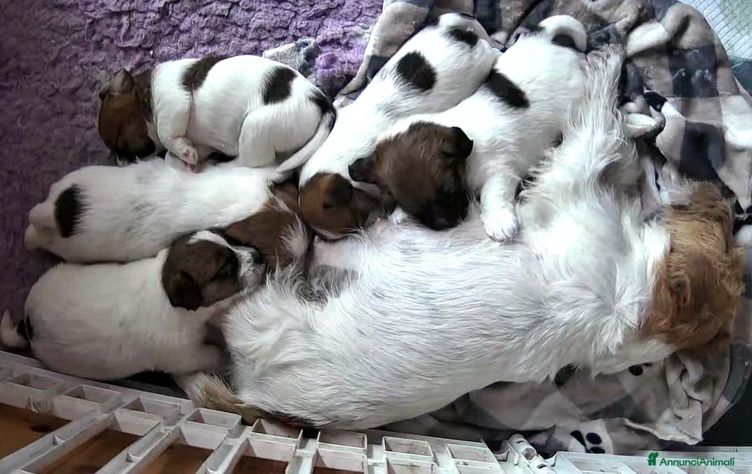 Jack Russell cani in vendita: ultimi cuccioli Jack russell terrier a pelo duro - Annuncio 4