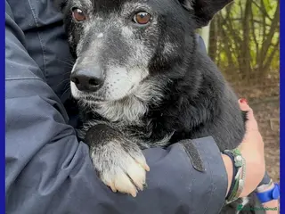 Meticcio cani BULLONE, UN TENERO VECCHIETTO CON UN PASSATO SCONO - Annuncio 14