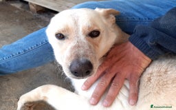 Meticcio cani in regalo: DOLCE E BUONO ARISTIDE IN REGALO a Città metropolitana di Catania - Immagine 1