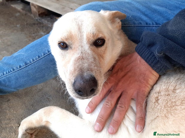 Meticcio cani a Città metropolitana di Catania - Annuncio 7