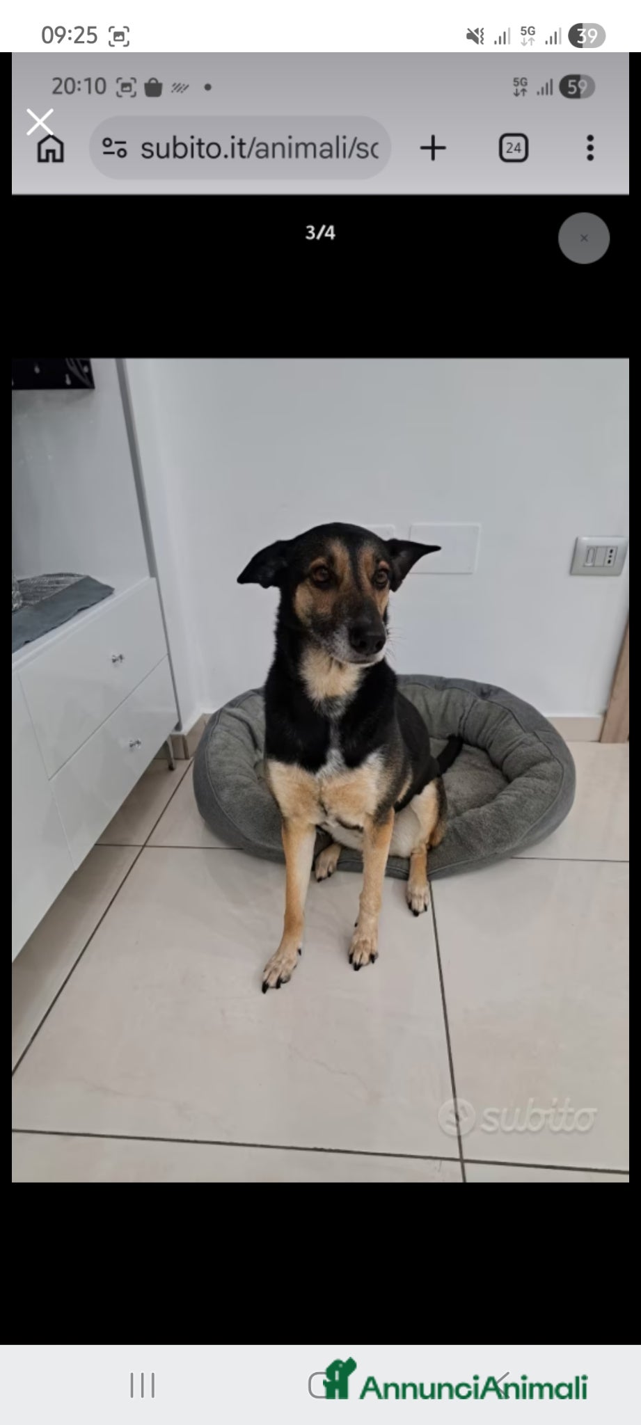 Meticcio cani Shila cerca casa meticcio femmina - Annuncio 5