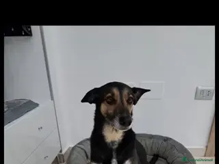 Meticcio cani Shila cerca casa meticcio femmina - Annuncio 5