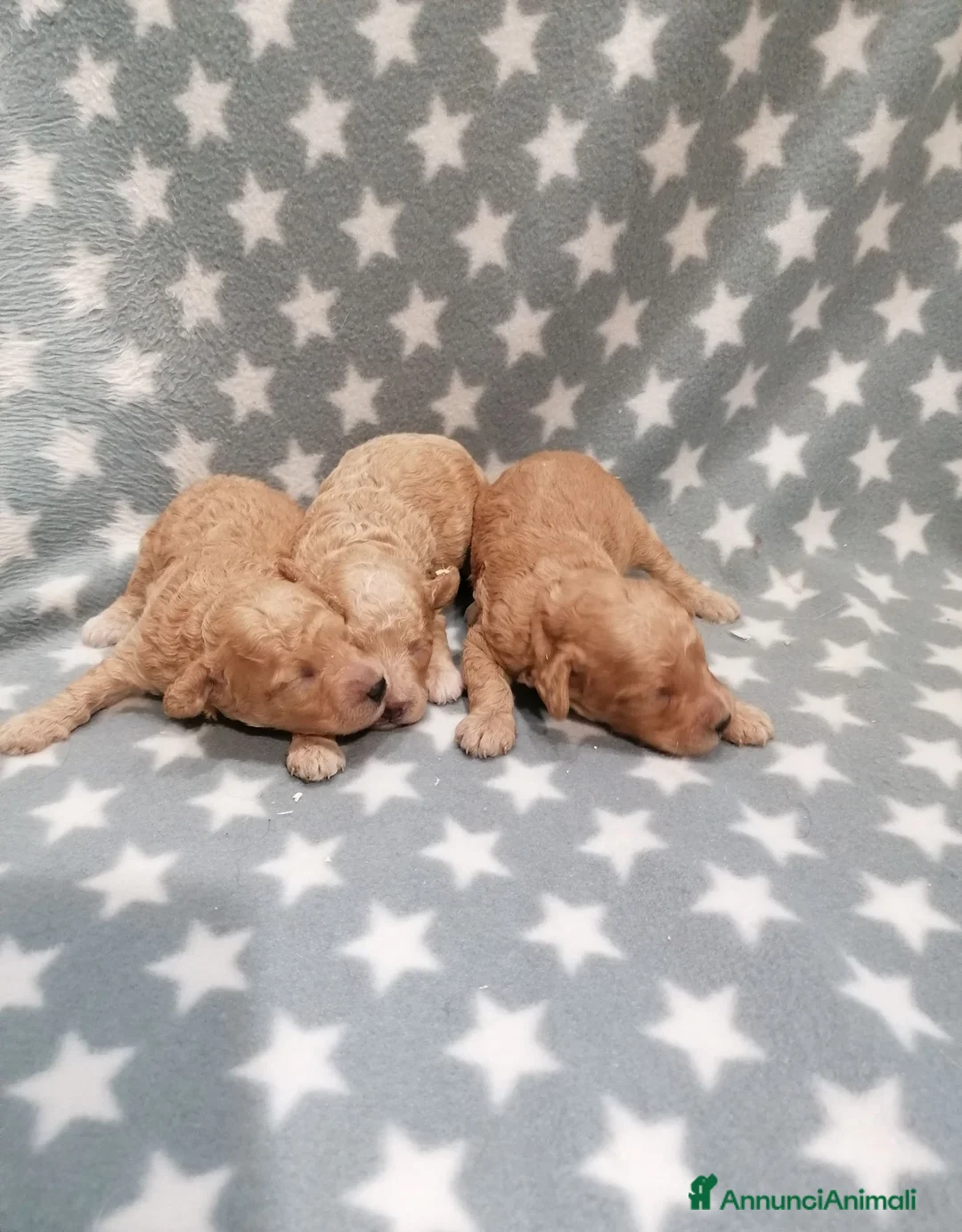 Barboncino cani in vendita: Barboncini nani cuccioli - Annuncio 2