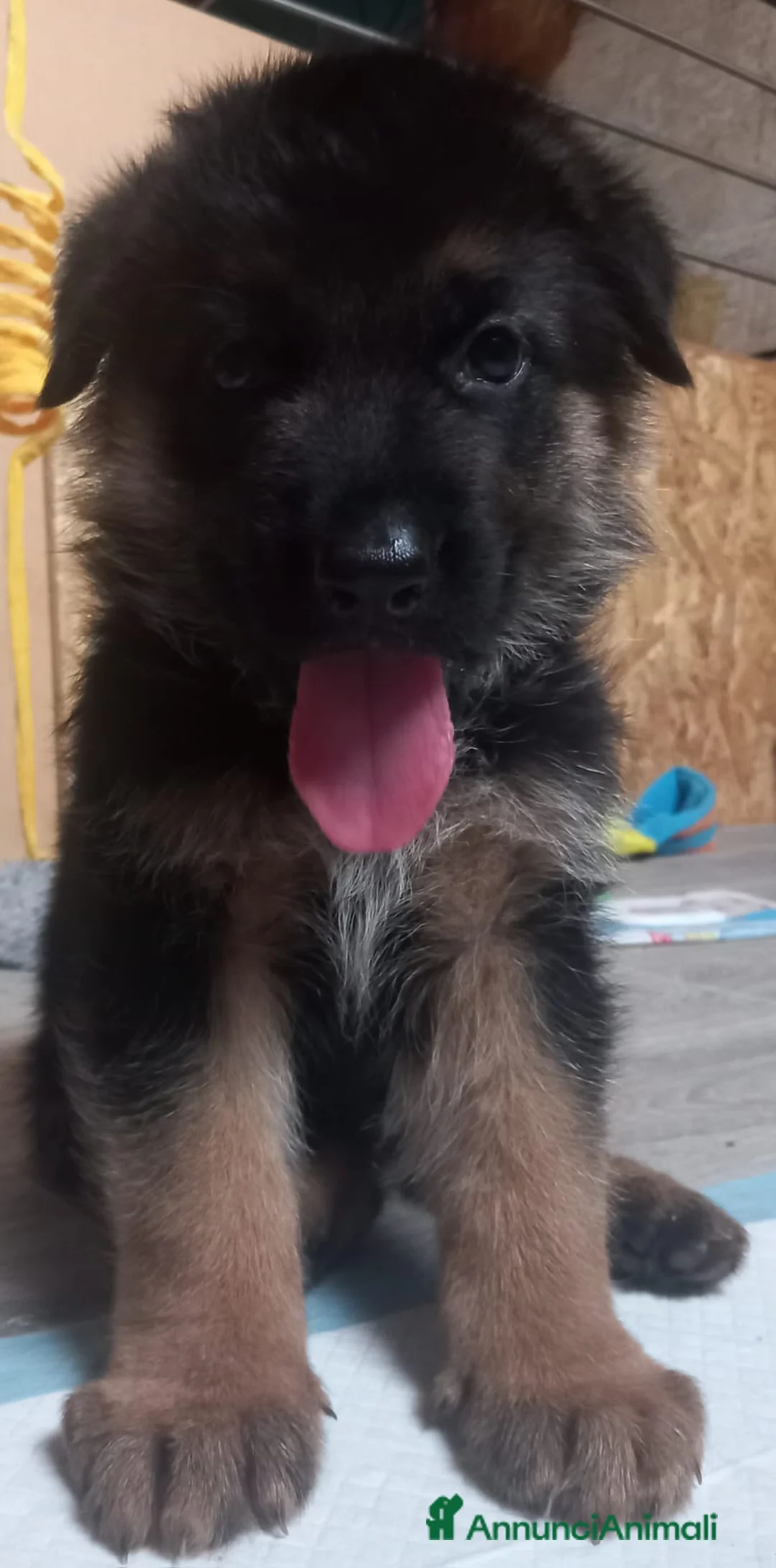 Pastore Tedesco cani in vendita: Cucciolo di pastore tedesco a Provincia di Pavia - Annuncio 2