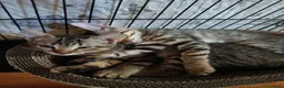Europeo gatti in regalo: Si affidano per adozione consapevole - Annuncio 4