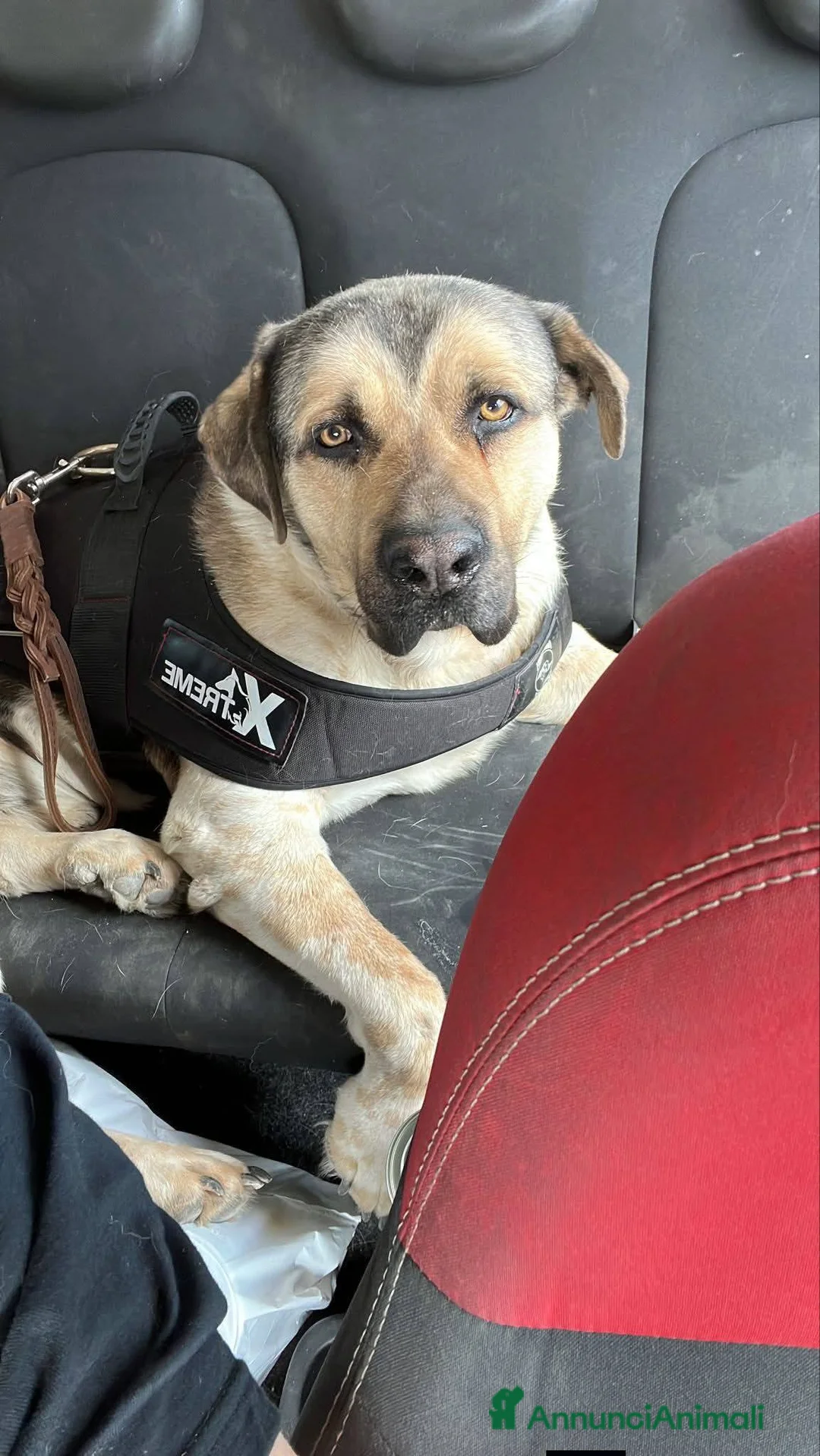 Meticcio cani in regalo: Pablo, cagnolone dolce, in cerca d amore - Annuncio 10