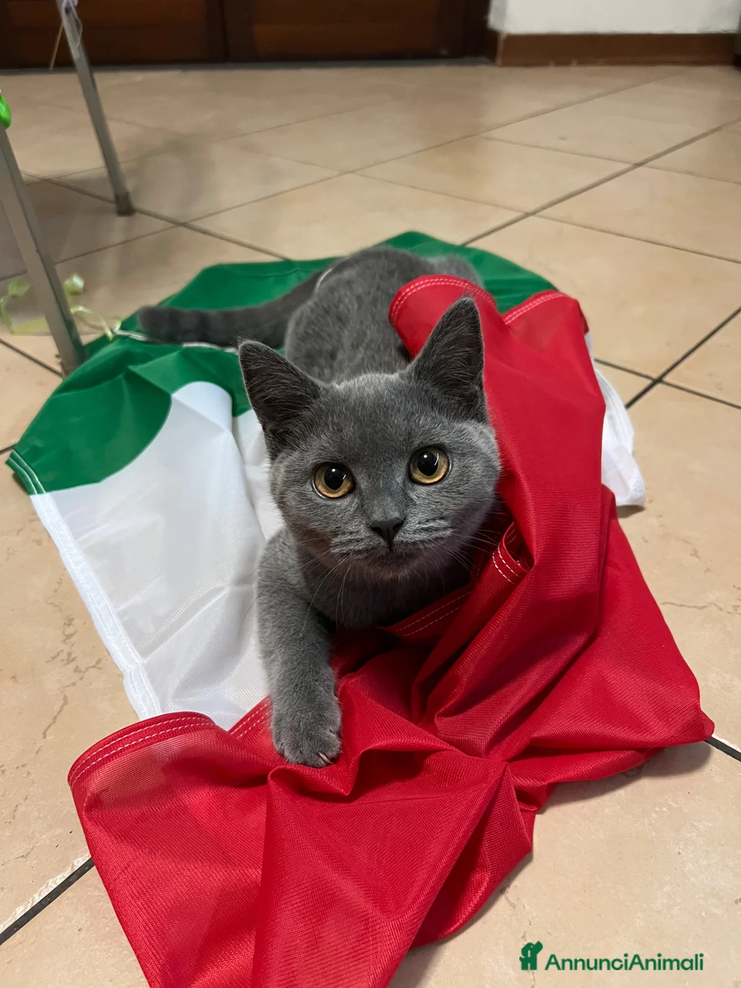 Scottish gatti in vendita: Gattina Scottish Fold Blue a Provincia di Parma - Annuncio 2
