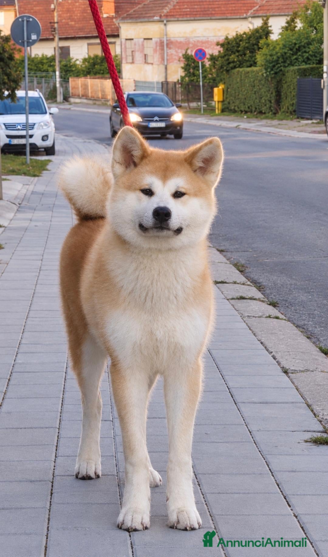 Akita Inu cani Akita Inu femmina Rina da eccellenti linee FCI - Annuncio 8