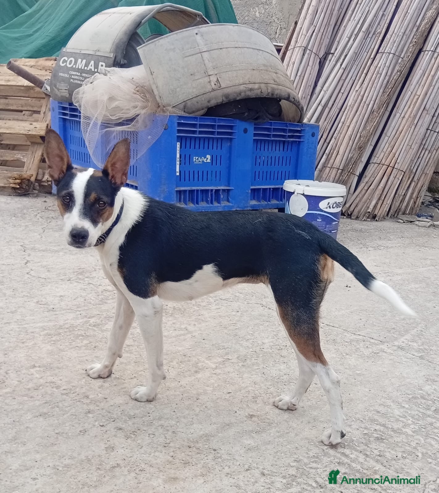 Meticcio cani Wendy dolcissima cagnolina taglia medio piccola  - Annuncio 1
