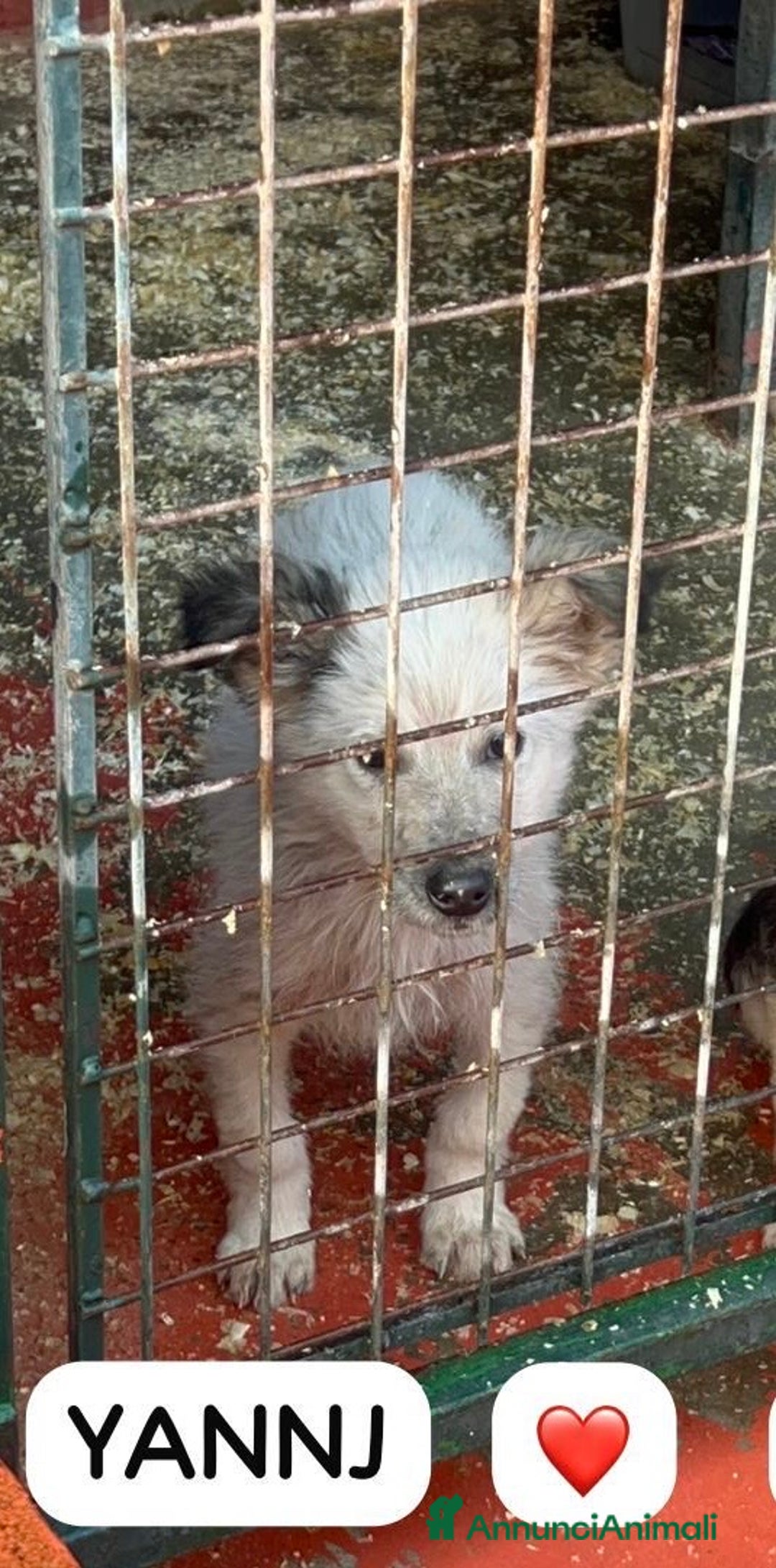Meticcio cani in regalo: Yannj cucciolo taglia medio piccola in canile  - Annuncio 2