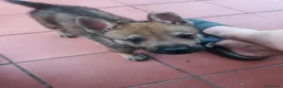 Lupo Cecoslovacco cani in vendita: Cane lupo cecoslovacco  a Città Metropolitana di Bologna - Annuncio 9