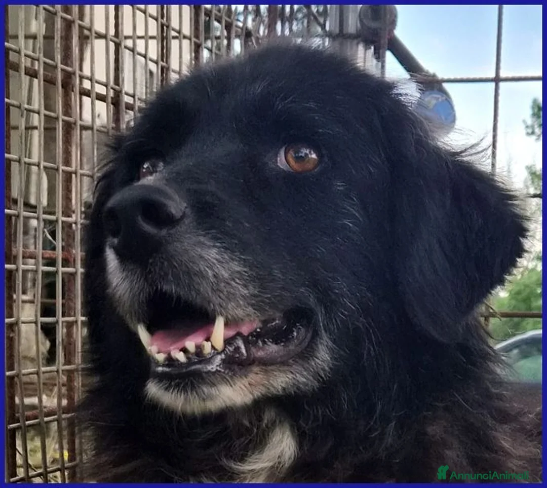 Meticcio cani in regalo: ERAORA dolcissima nonnina! - Annuncio 8