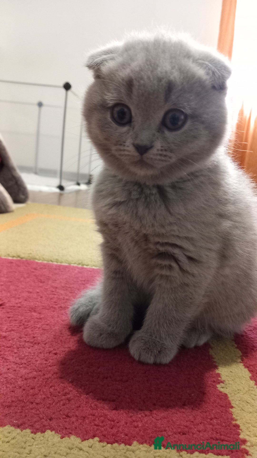 Scottish gatti in vendita: Gattini scottish shorthair  - Annuncio 1