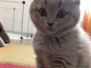 Scottish gatti Gattini scottish shorthair - Annuncio 7