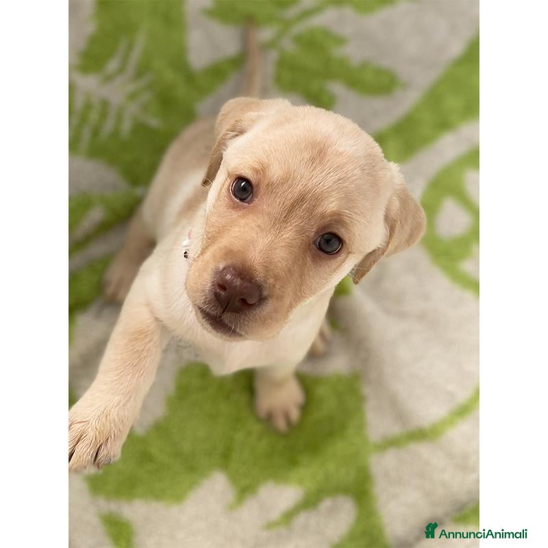 Labrador cani in vendita: Cuccioli Labrador Retriever - Annuncio 2