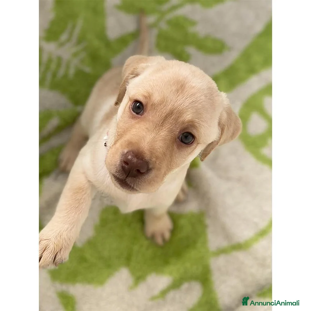 Labrador cani in vendita: Cuccioli Labrador Retriever - Annuncio 2