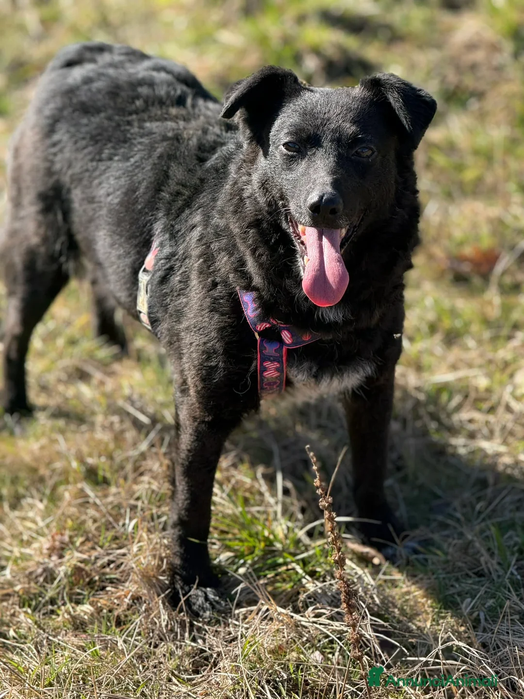 Meticcio cani in regalo: ENYA, infinitamente buona ma ignorata da tutti. - Annuncio 2