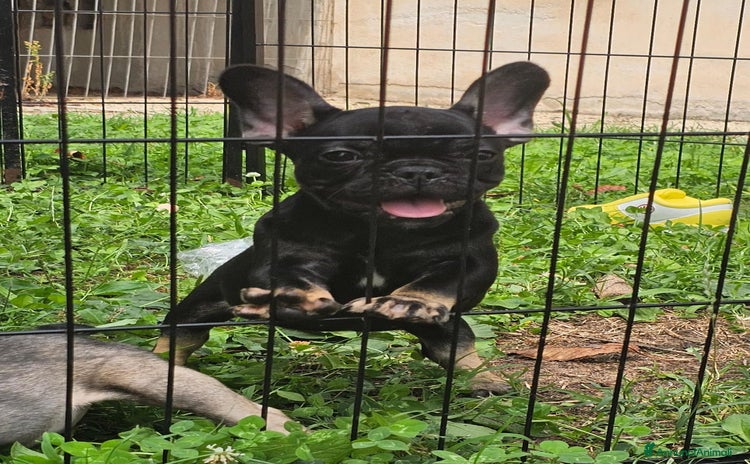 Bulldog Francese cani a Provincia di Vicenza - Annuncio 1