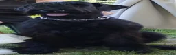 Schnauzer Gigante cani in vendita: Cuccioli neri schnauzer gigante a Città Metropolitana di Torino - Annuncio 4