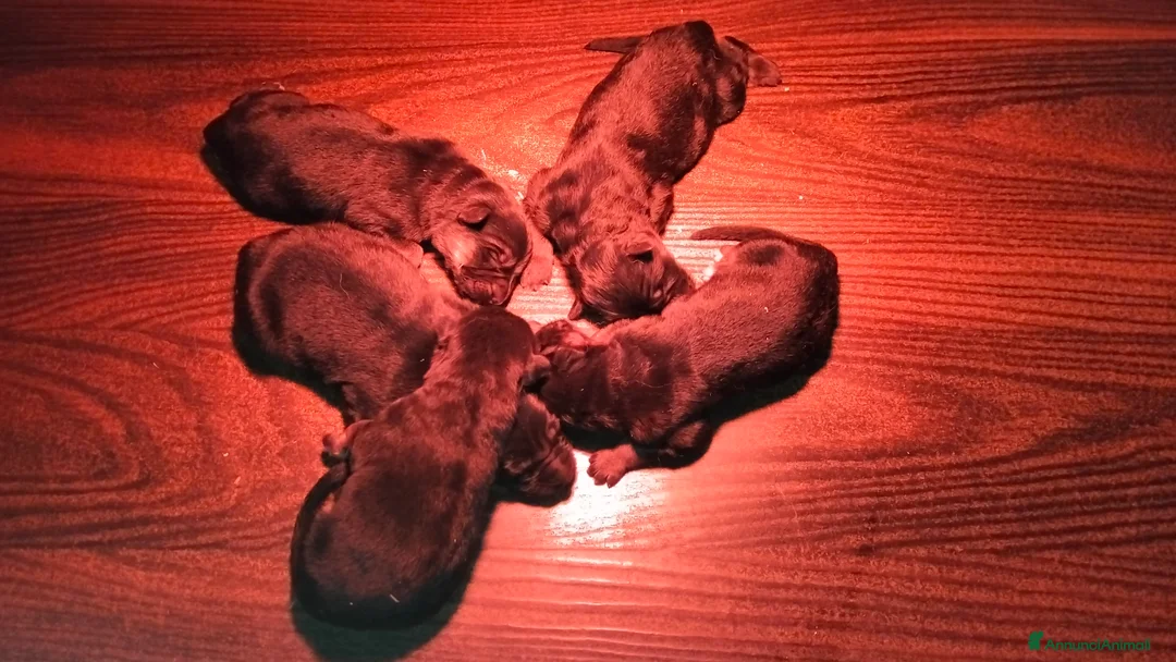 Pastore Tedesco cani in vendita: Cuccioli di pastore tedesco a Provincia di Cuneo - Annuncio 3