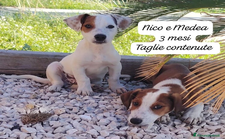 Meticcio cani Cuccioli, non hanno chiesto di nascere  - Annuncio 1