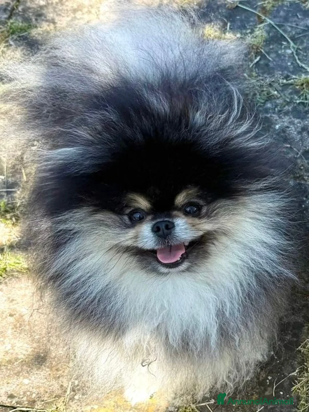Volpino Pomerania cani per accoppiamento: Pomerania nero focato per monta accoppiamento a Provincia di Pesaro e Urbino - Annuncio 4