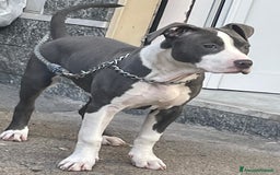 American Staffordshire cani in regalo: Cagnolina amstaff - Immagine 1