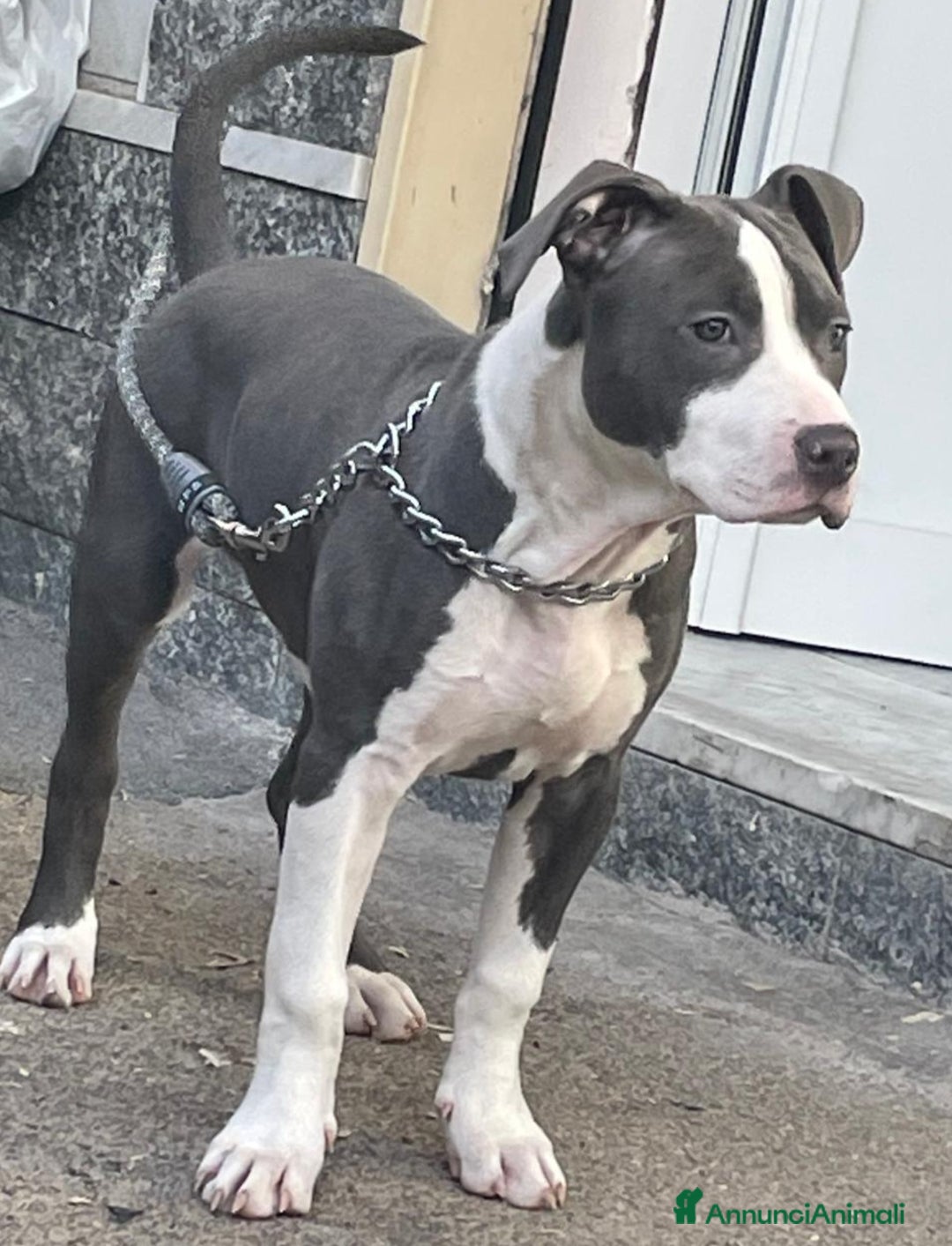 American Staffordshire cani in regalo: Cagnolina amstaff - Immagine 1