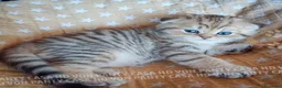 Scottish gatti in vendita: Cuccioli Scottish Fold con Pedigree - Annuncio 25