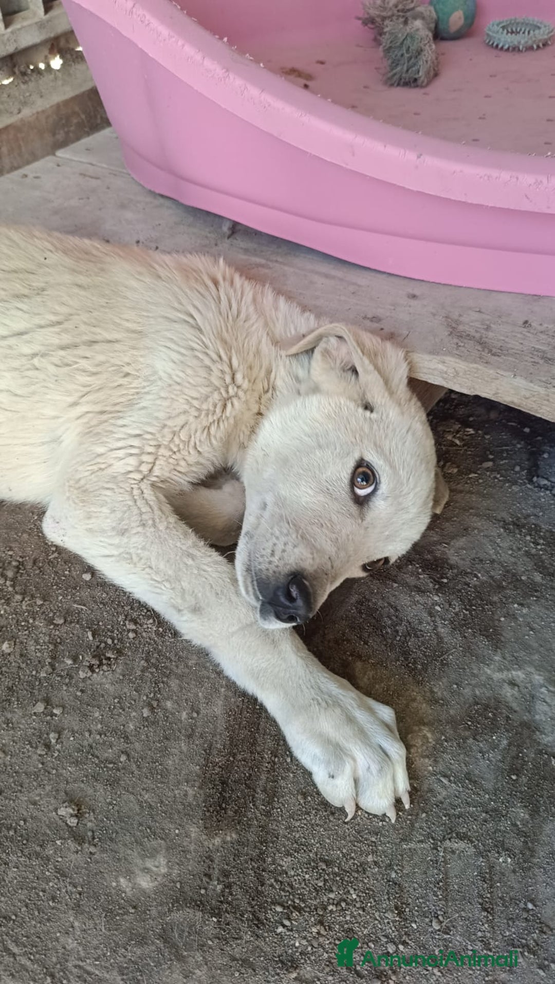 Meticcio cani in regalo:  AKI  - Annuncio 8