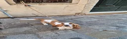 Bassethound cani per accoppiamento: Bassethound femmina disponibile per accoppiamento  a Città Metropolitana di Venezia - Annuncio 6
