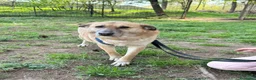 Meticcio cani in regalo: Raja, un'equilibrata meticcia di circa 5 anni - Annuncio 1