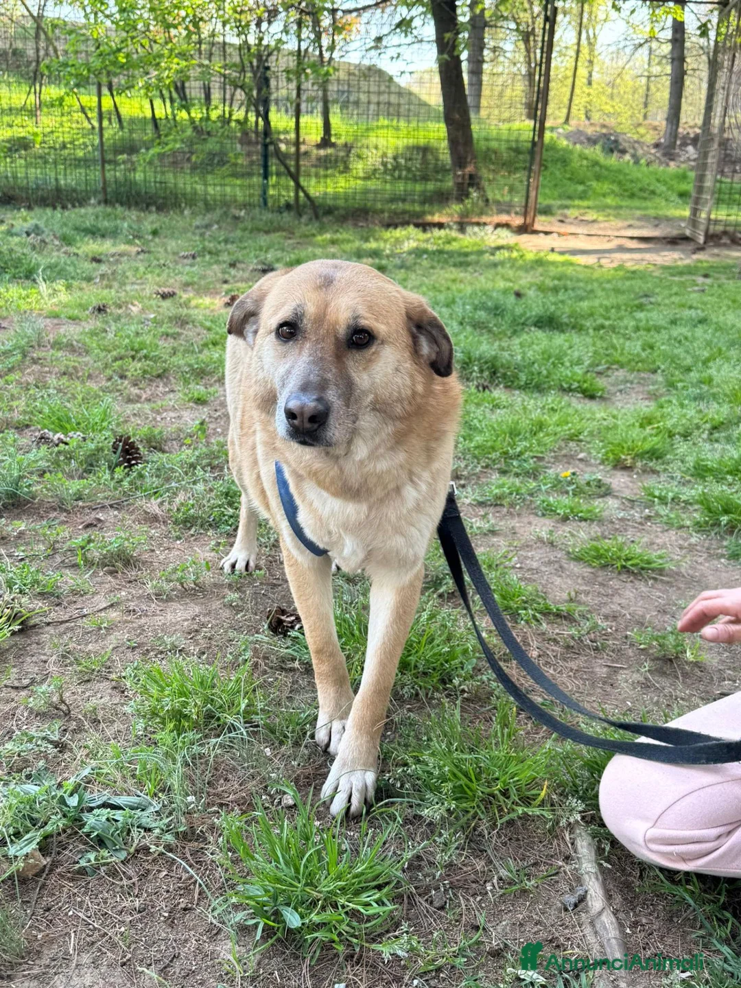 Meticcio cani in regalo: Raja, un'equilibrata meticcia di circa 5 anni - Annuncio 1