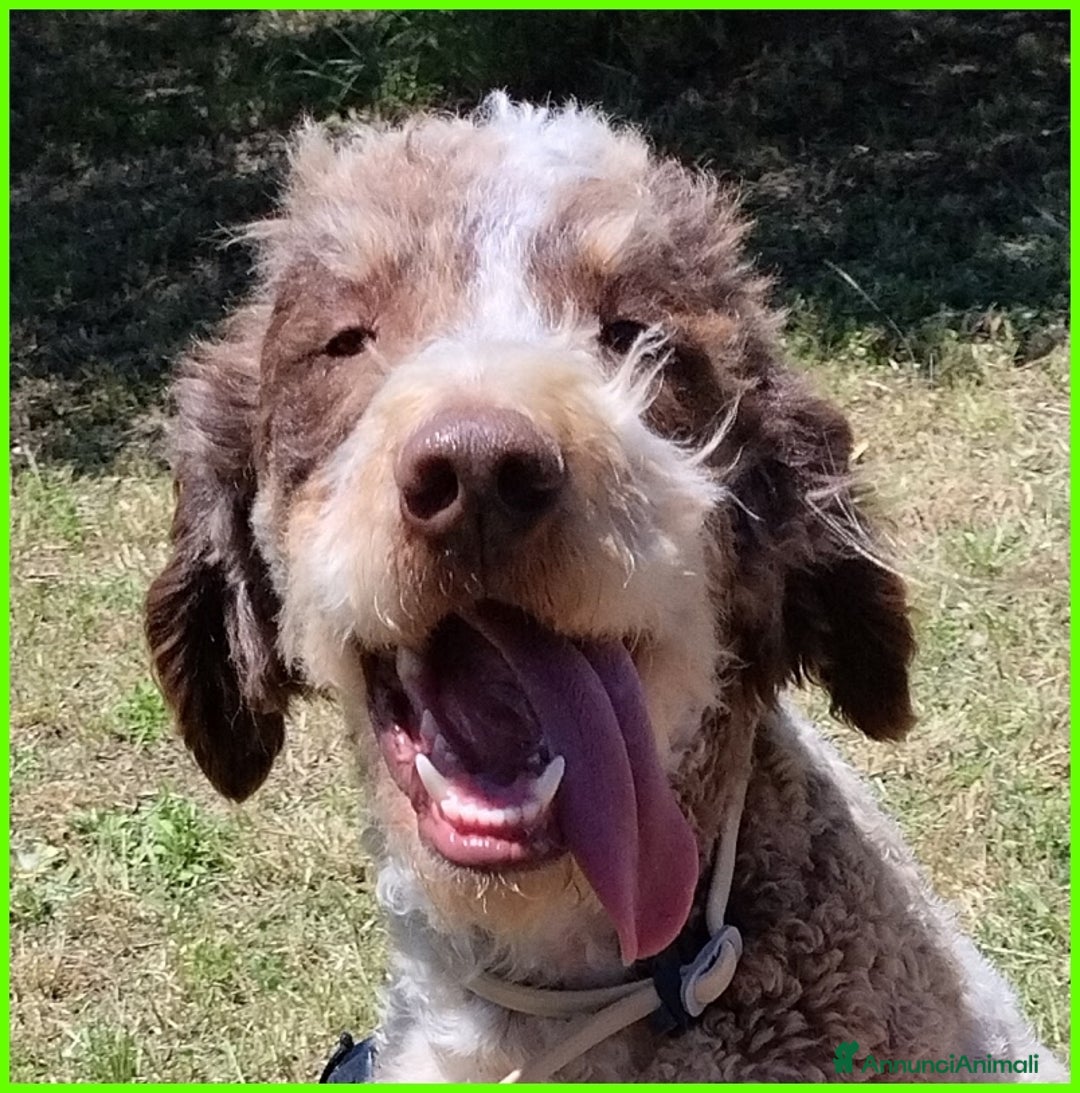 Lagotto cani in regalo: FICARRA, SIMIL LAGOTTINO 2 ANNI, ABBANDONATO LEGAT a Città metropolitana di Milano - Annuncio 5