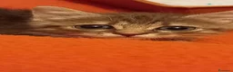 Europeo gatti in regalo: Tigratina meravigliosa  - Annuncio 6